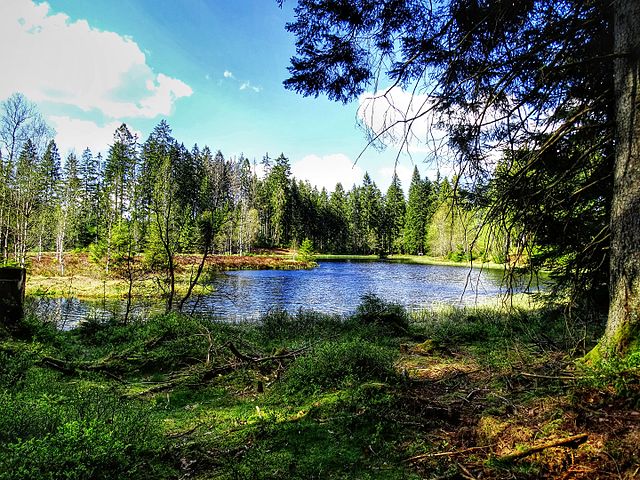 Buhlbachsee Nordschwarzwald